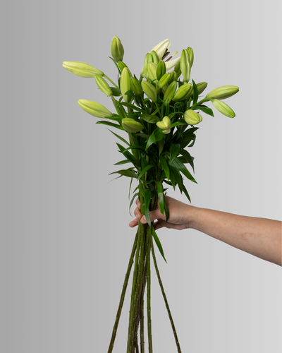 Lily Asiatic Santander