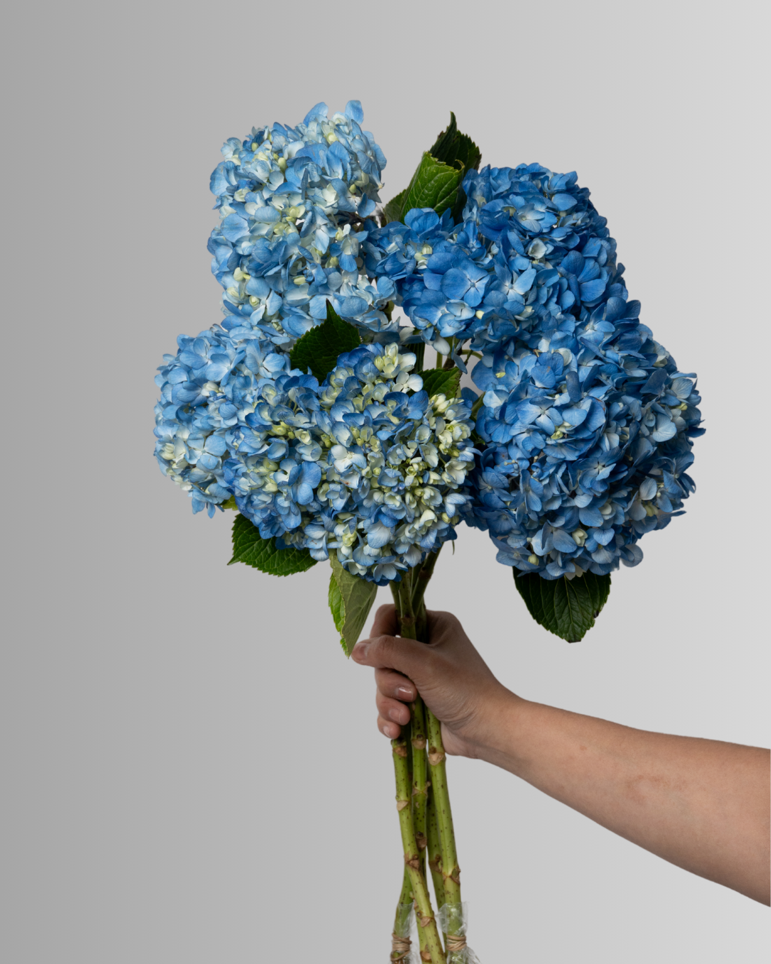 Hydrangea Shocking  Blue